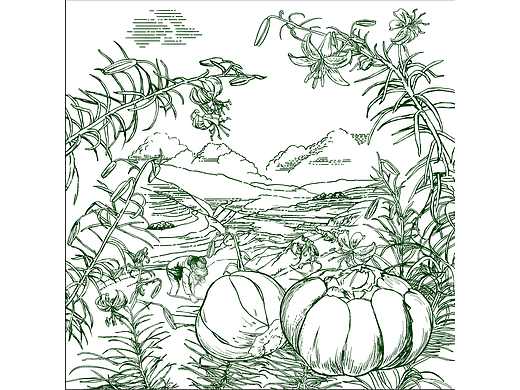 兰州百合包装插画