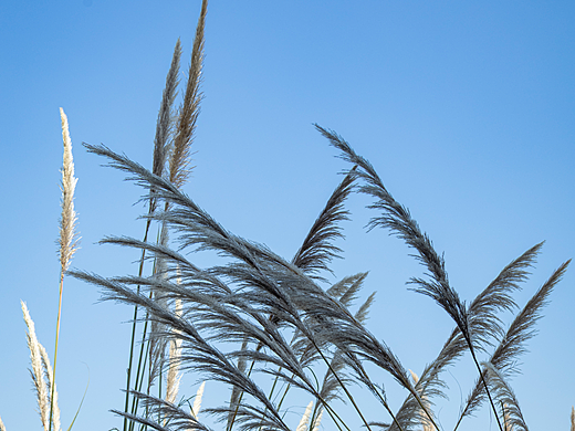 微风芒草