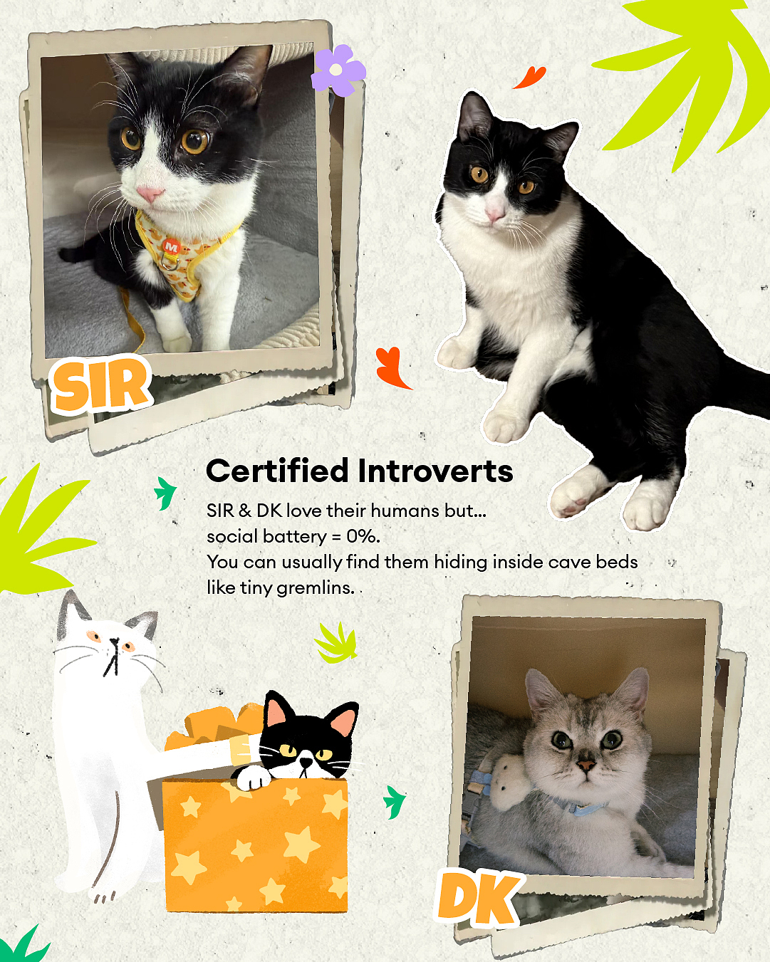 2025 Pets Recap（图ZNDAwOTk4NzMy） - 其他平面 - 站酷设计师今天是崽总原创素材 - 站酷ZCOOL