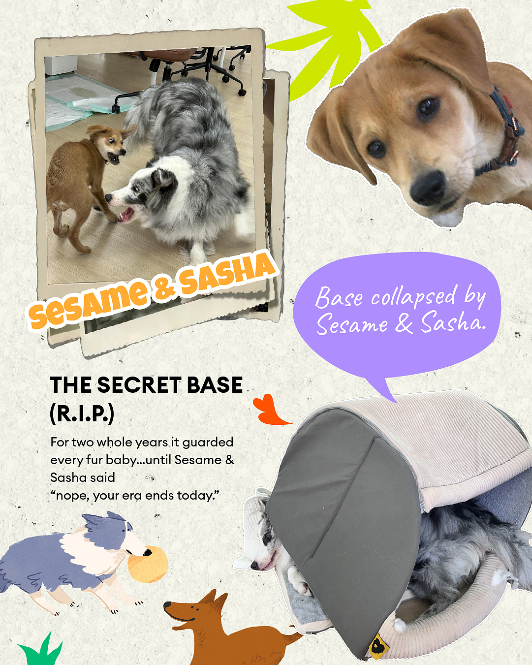 2025 Pets Recap（图ZNDAwOTk4NzUy） - 其他平面 - 站酷设计师今天是崽总原创素材 - 站酷ZCOOL