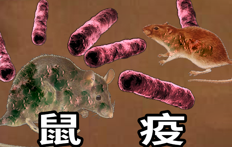鼠疫：历史上最致命的病原，一度差点摧毁整个文明！（图ZMTUzNjEzNjg=） - 资讯 - 站酷设计师深圳华锐视点原创素材 - 站酷ZCOOL