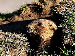 鼠疫：历史上最致命的病原，一度差点摧毁整个文明！