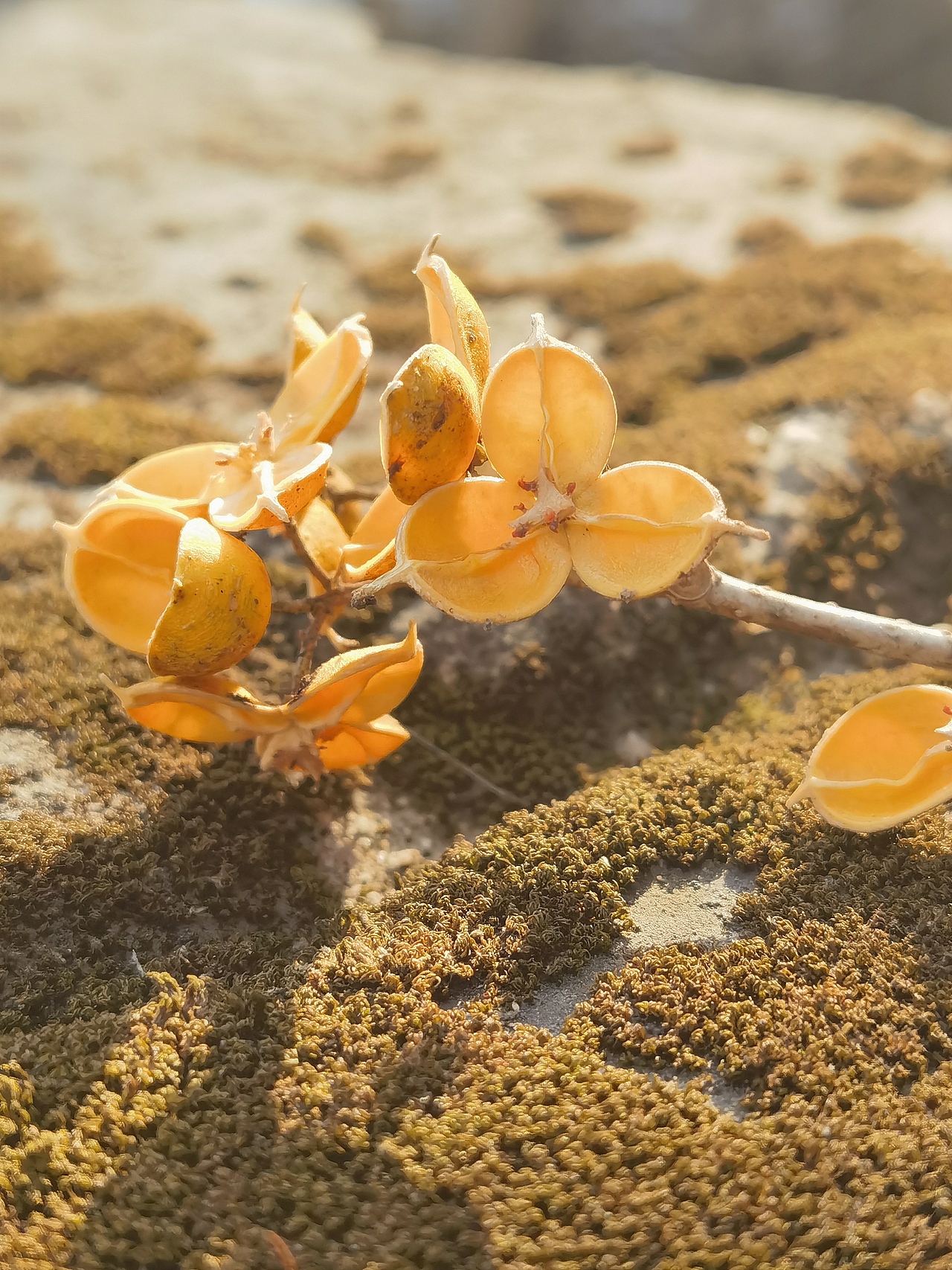 山间野物（图ZNDAxMDM0NDQ0） - 风光摄影 - 站酷设计师wodejia88原创素材 - 站酷ZCOOL