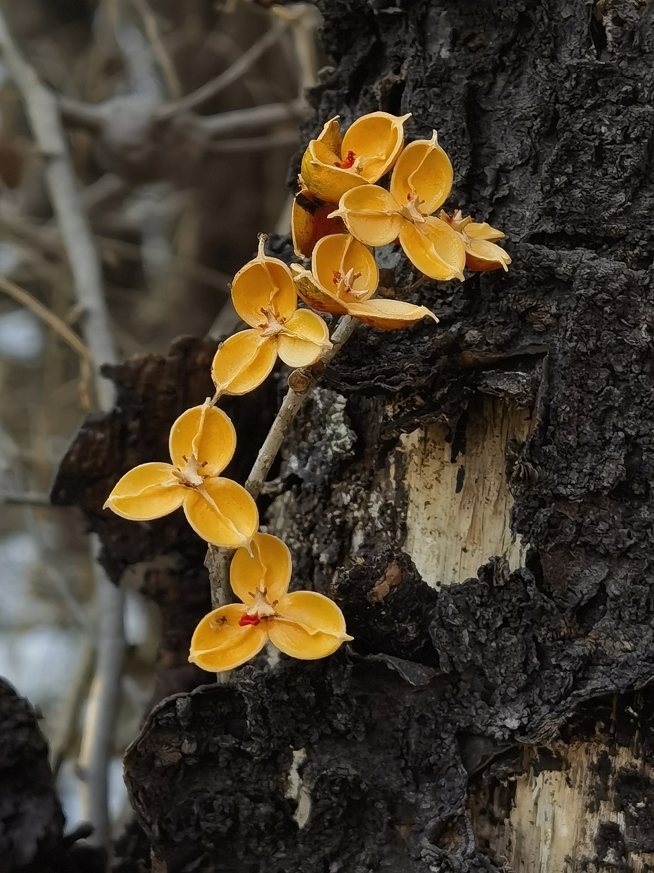 山间野物（图ZNDAxMDM0NDgw） - 风光摄影 - 站酷设计师wodejia88原创素材 - 站酷ZCOOL