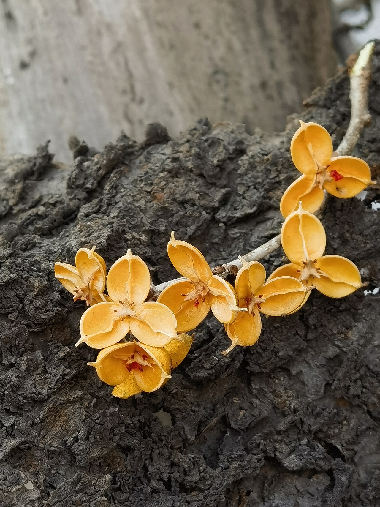 山间野物（图ZNDAxMDM0NDcy） - 风光摄影 - 站酷设计师wodejia88原创素材 - 站酷ZCOOL