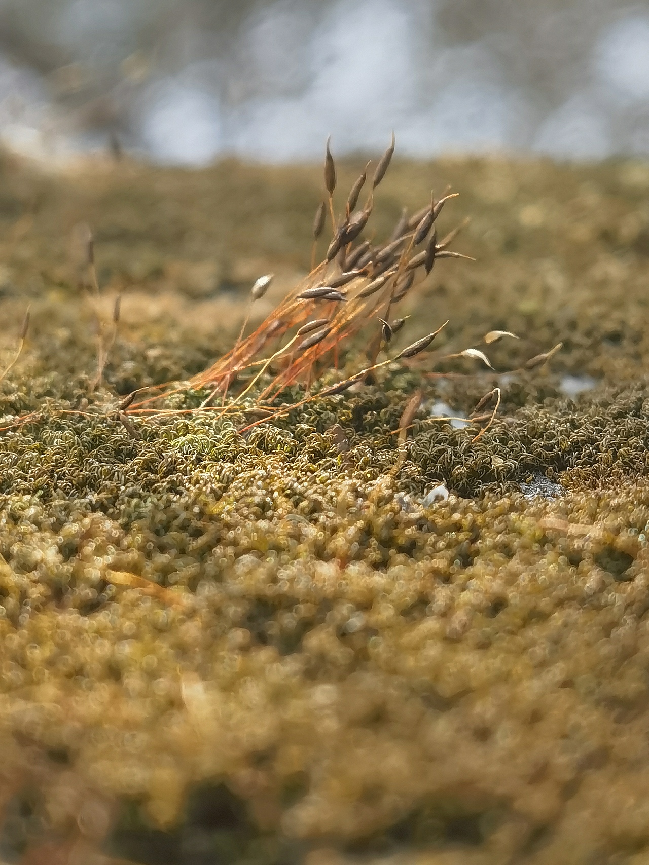 山间野物（图ZNDAxMDM0NDYw） - 风光摄影 - 站酷设计师wodejia88原创素材 - 站酷ZCOOL