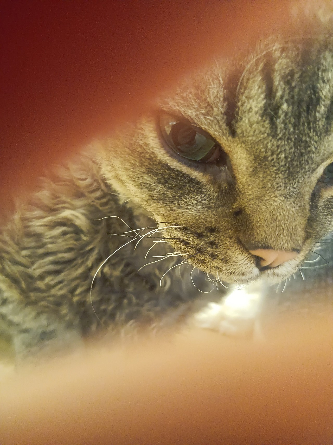 猫舍（图ZNDAxMDU5MjYw） - 其他 - 站酷设计师少了葡萄原创素材 - 站酷ZCOOL