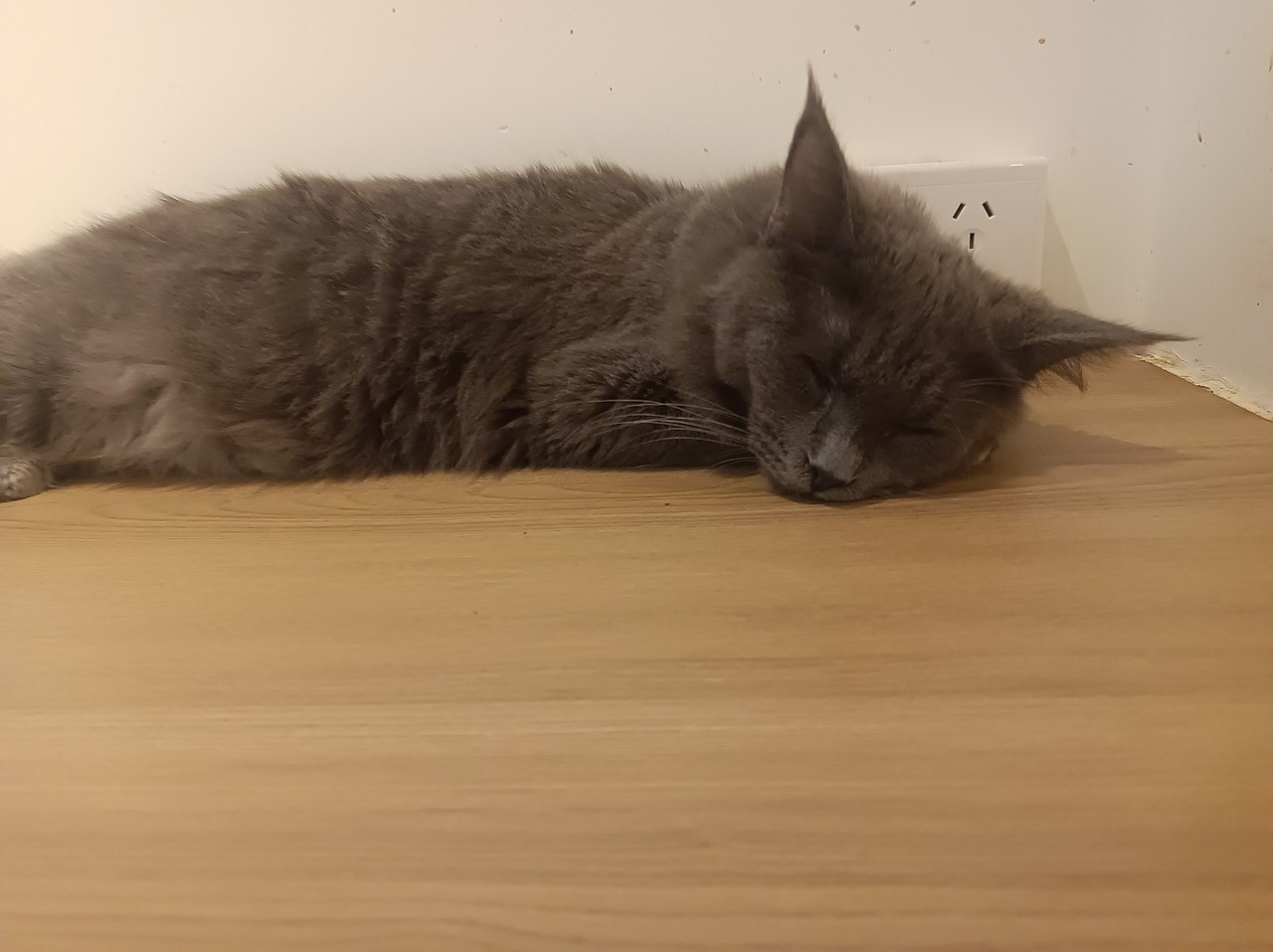 猫舍（图ZNDAxMDU5MjY4） - 其他 - 站酷设计师少了葡萄原创素材 - 站酷ZCOOL