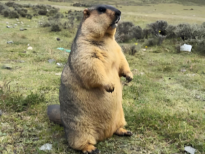 从旱獭解剖看鼠疫传播的真相：那些你不知道的草原故事