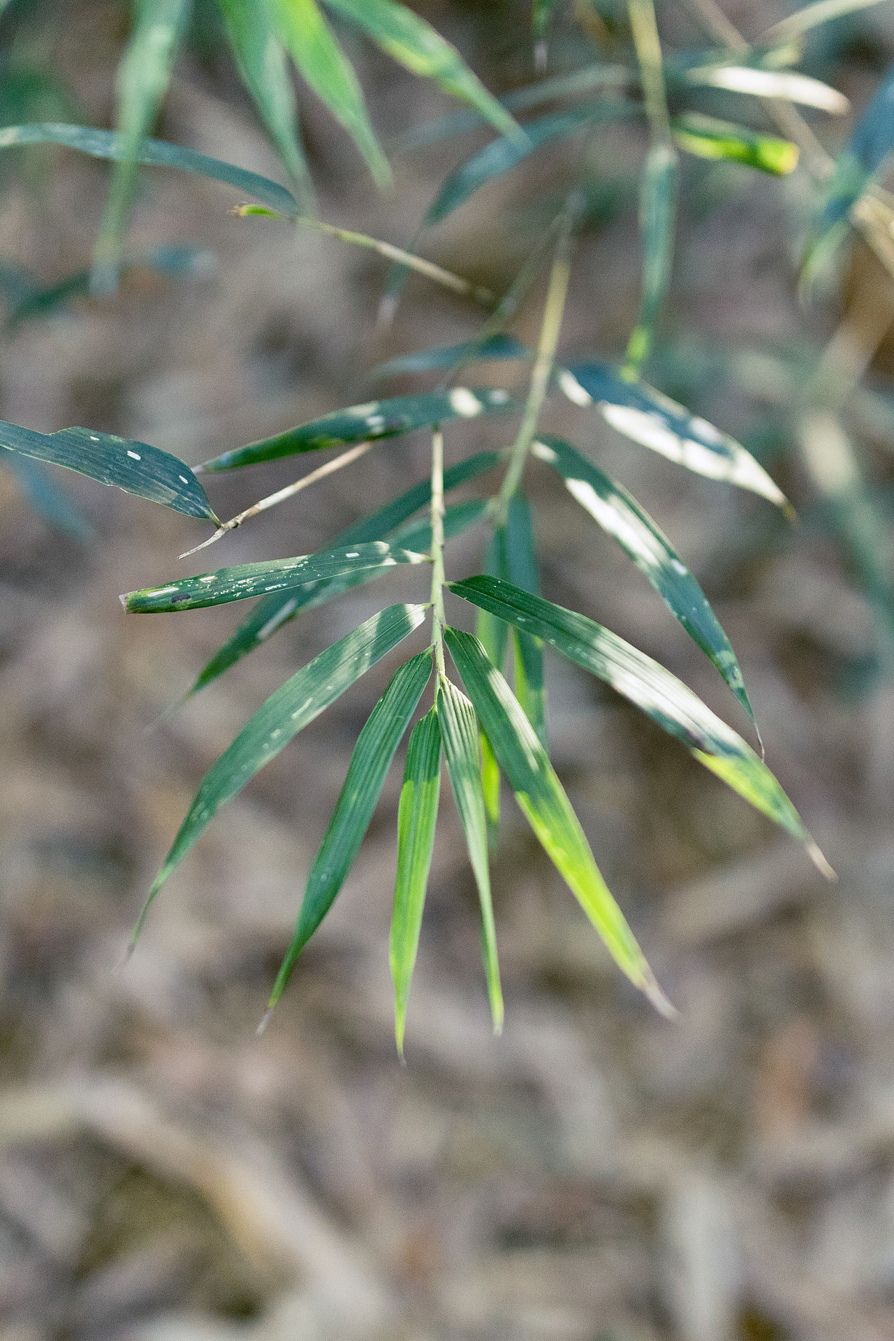 山里已经结冰了（图ZNDAxMTI3MzU2） - 环境/建筑摄影 - 站酷设计师洪小漩原创素材 - 站酷ZCOOL