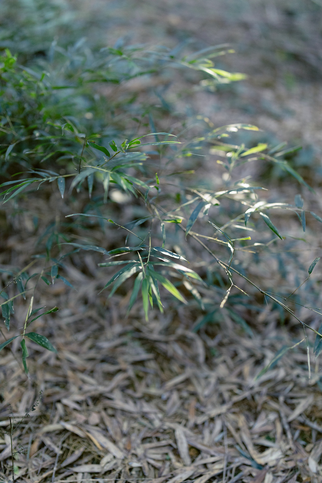 山里已经结冰了（图ZNDAxMTI3MzUy） - 环境/建筑摄影 - 站酷设计师洪小漩原创素材 - 站酷ZCOOL