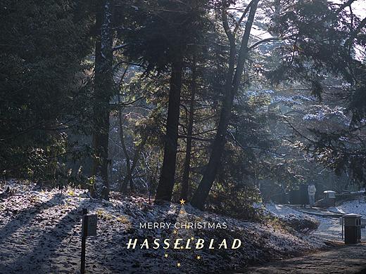 庐山印象.白雪渐渐消融，阳光洒入树林的氛围