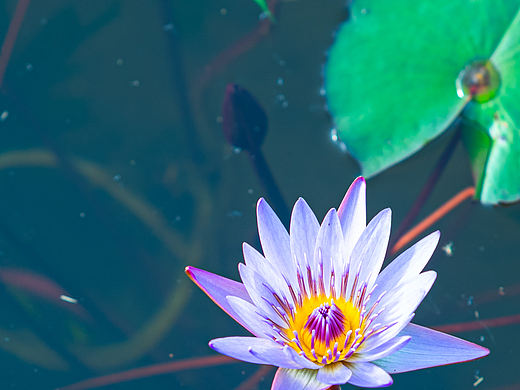 池塘中的蓝紫睡莲花（个人主页-ZNzMwMTIzMjA=） - 风光摄影 - 站酷设计师Z276913597原创素材 - 站酷ZCOOL