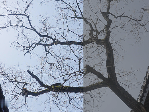 达芬奇灰片还原色彩（素材若有侵权请联系删除)