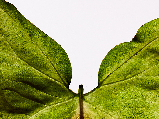 见纹 SEE THE TEXTURE