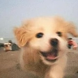 小精豆Dd的头像