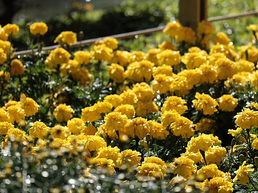 生活摄影 | 黄色 · 菊花