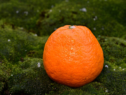 苔藓上的橙子