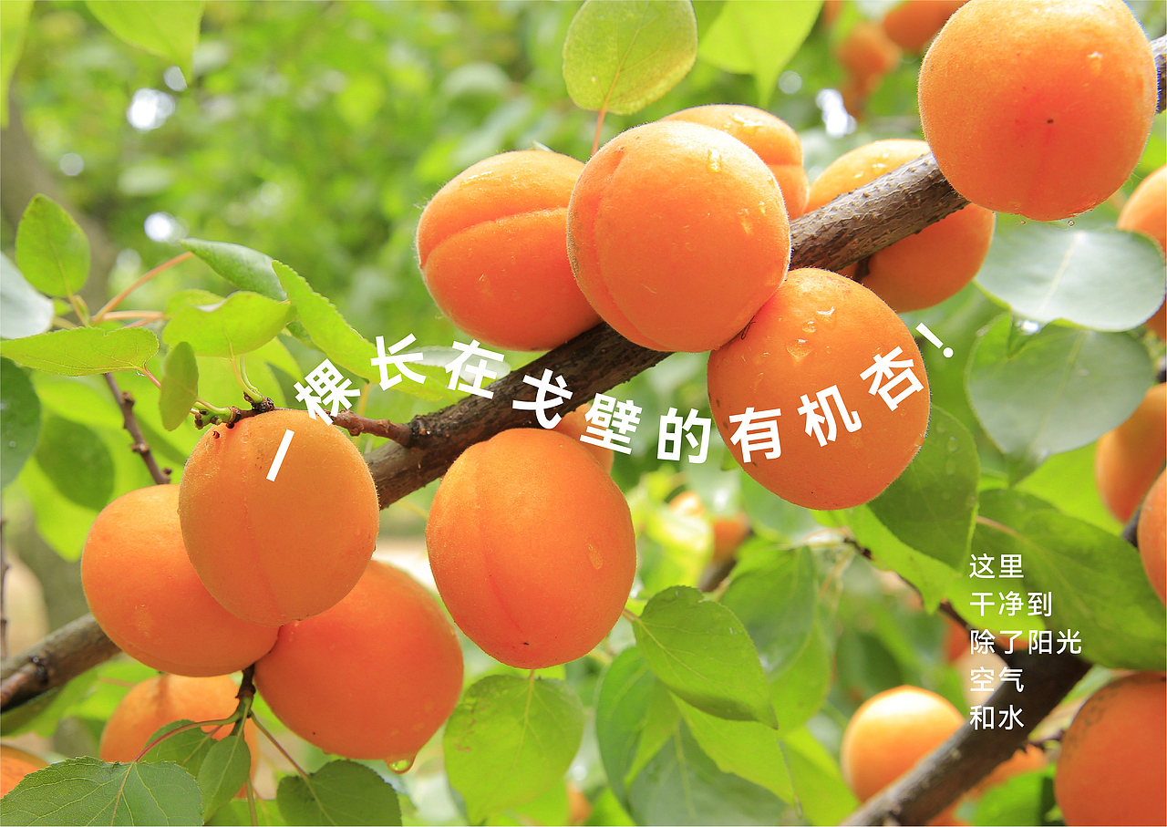 金满园-品牌全案包装设计(图ZNDAxMzg4MzI0) - 包装 - 站酷设计师远见品牌设计原创素材 - 站酷ZCOOL