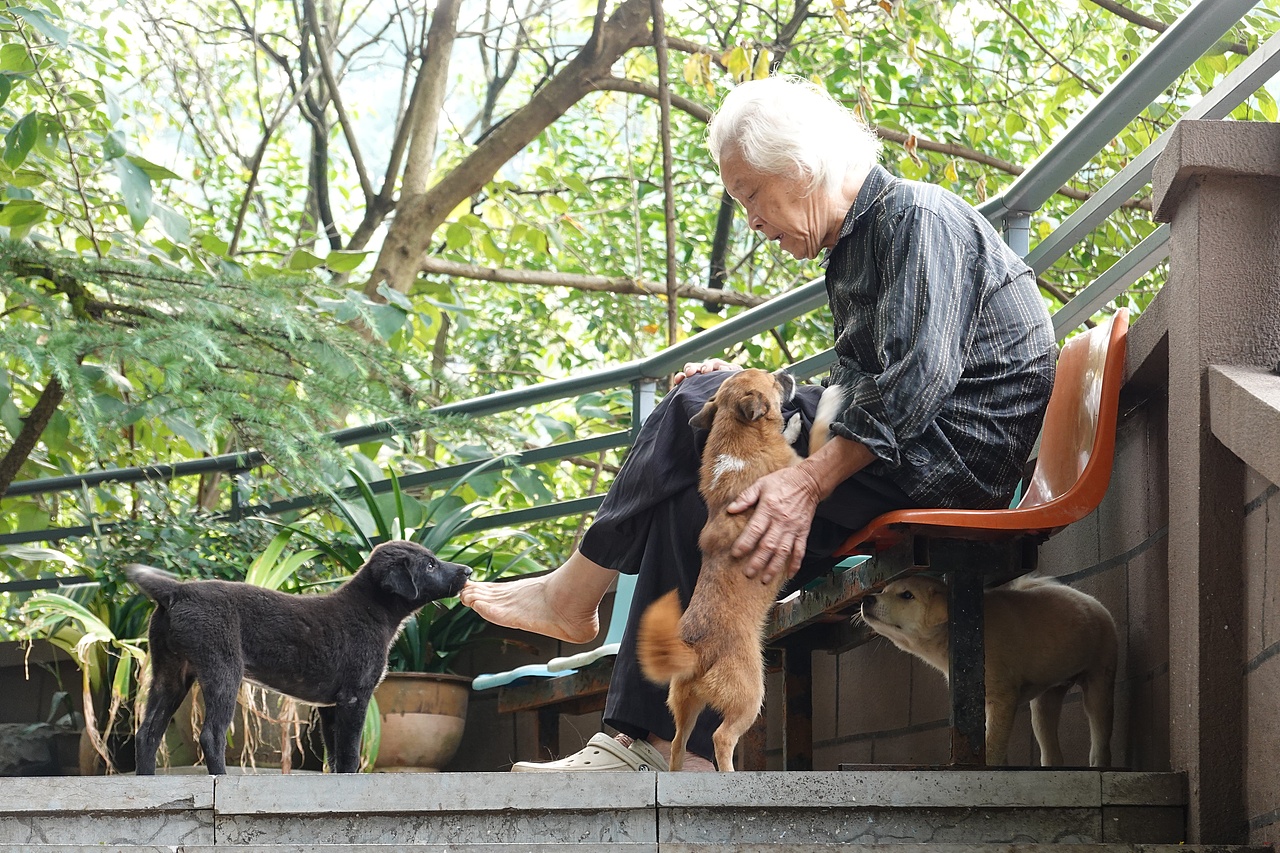 动效设计｜一个人的动物园Rebranding（图ZNDAxNDE0NDU2） - 海报 - 站酷设计师yuanglish原创素材 - 站酷ZCOOL