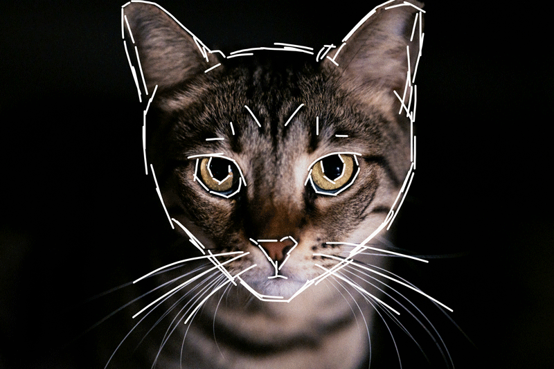 cat（图ZNDAxNDg3MDU2） - 其他 - 站酷设计师以七七七原创素材 - 站酷ZCOOL