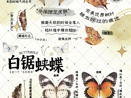 自然科普类海报-蝴蝶