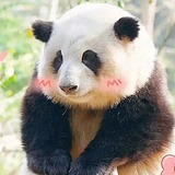 独立设计师_袁芳的头像