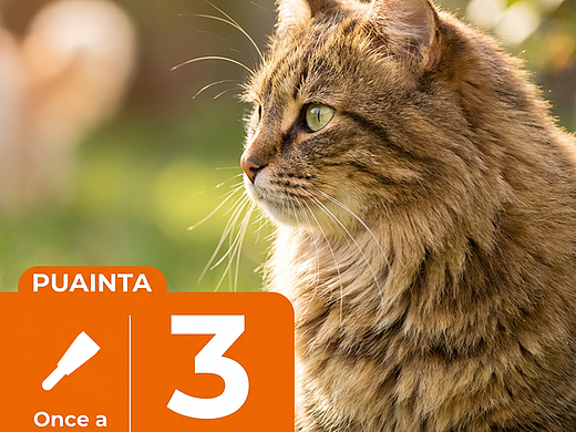 亚马逊宠物猫用驱虫滴剂产品主副图设计