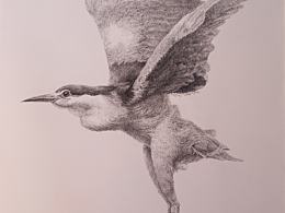 钢笔画《夜鹭》