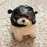 黄四狗的头像