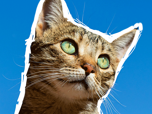 Cute Cat Dancing Line GIF