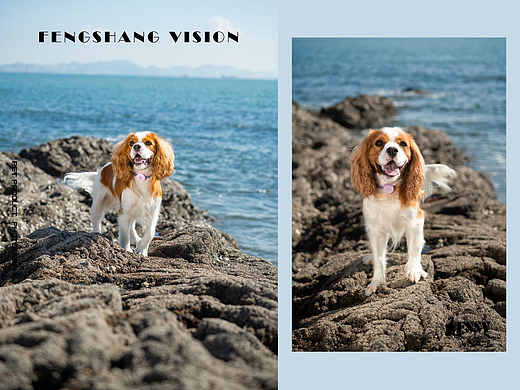 宠物定位器摄影｜亚马逊宠物产品拍摄丨宠物产品摄影