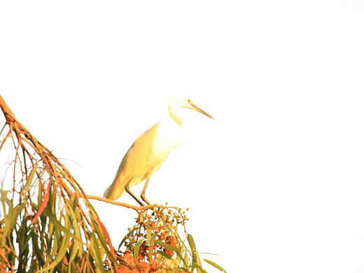 广东广州麓湖公园白鹭