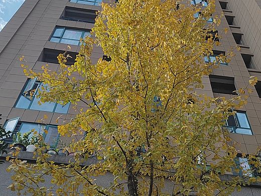 高楼下的银杏树叶