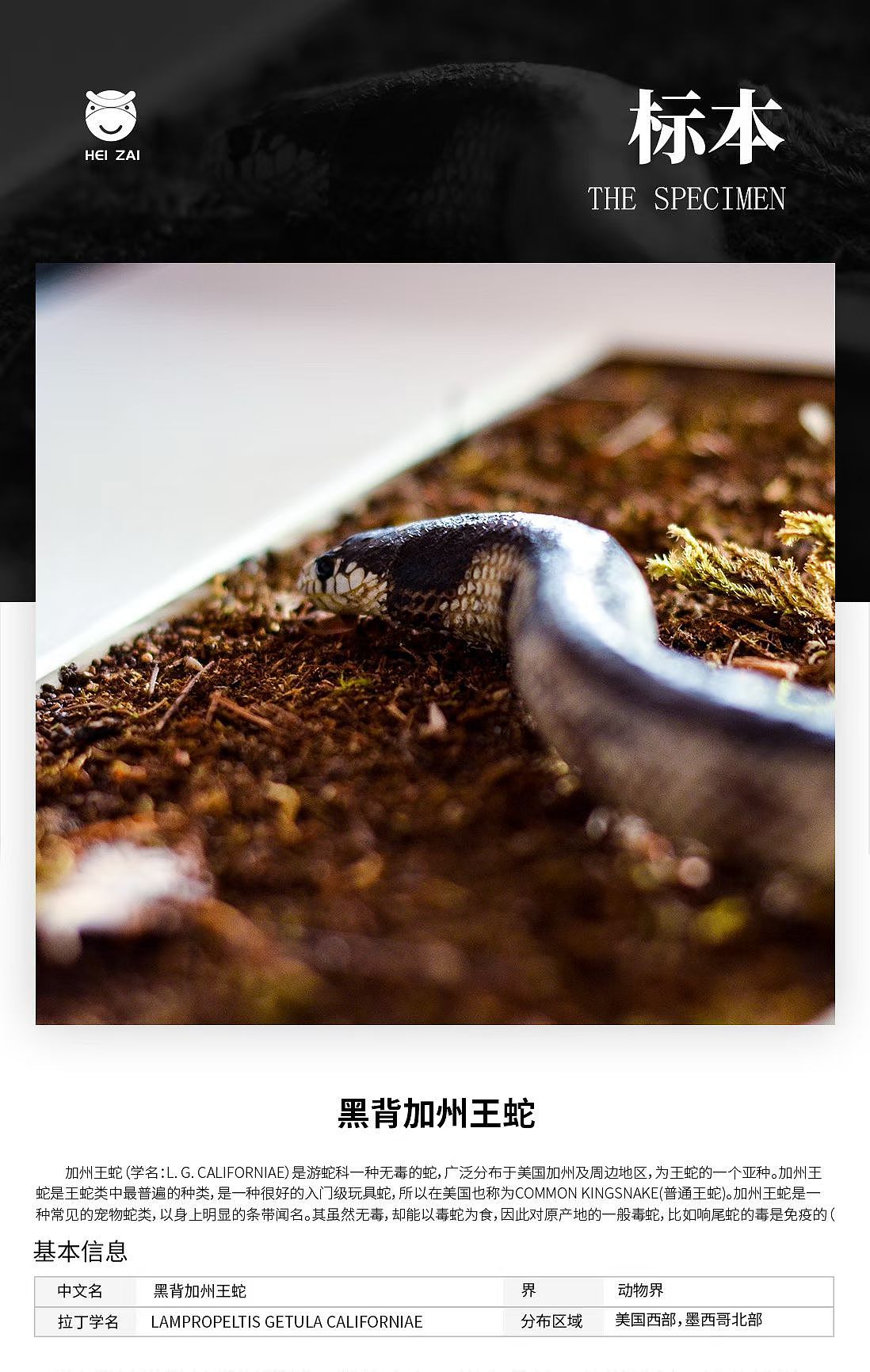 黑背加州王蛇（图ZNDAyMDIyNDA4） - 其他手工艺 - 站酷设计师黑仔标本手工原创素材 - 站酷ZCOOL