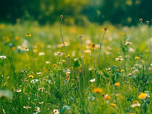半生烟雨半生情，一路花开是茶蘼…