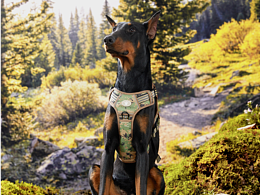 MiddleVision x 乐稻