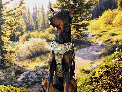 MiddleVision x 乐稻