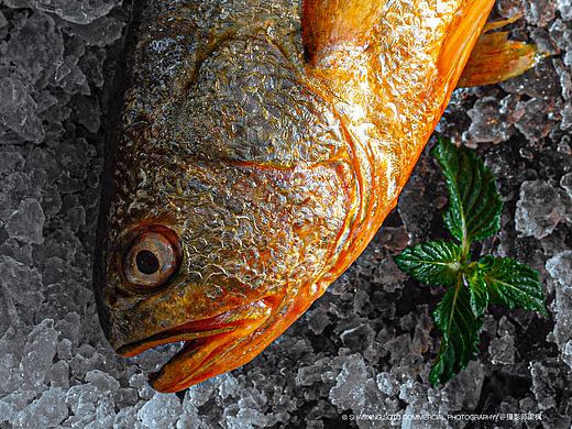 Fresh seafood shooting鲜活小海鲜拍摄