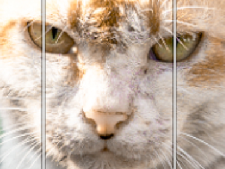 《Before & Beyond》（个人主页-ZNzMxMTE5MjQ=） - 宠物摄影 - 站酷设计师子春有柒原创素材 - 站酷ZCOOL