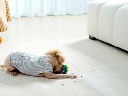 宠物训练器拍摄