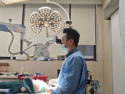 2026年上海有名的宠物口腔医生专家推荐，为毛孩子口腔健康护航