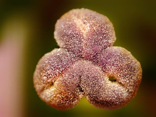 百合花蕊（个人主页-ZNzMxMjI5ODA=） - 风光摄影 - 站酷设计师F5fVlFS6Nv原创素材 - 站酷ZCOOL