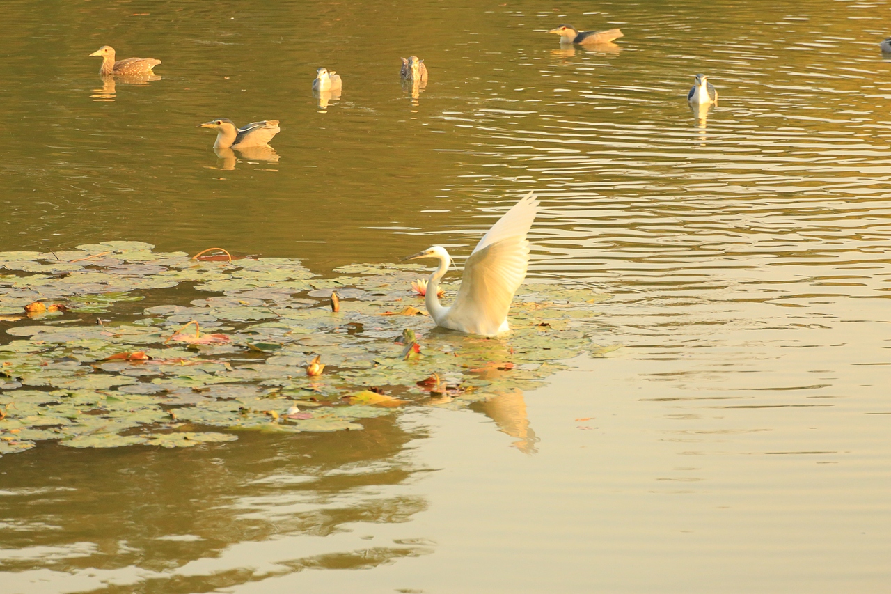 鸟类摄影——鹭鸟捕食（图ZNDAyMzAyOTYw） - 环境/建筑摄影 - 站酷设计师yykk666666原创素材 - 站酷ZCOOL
