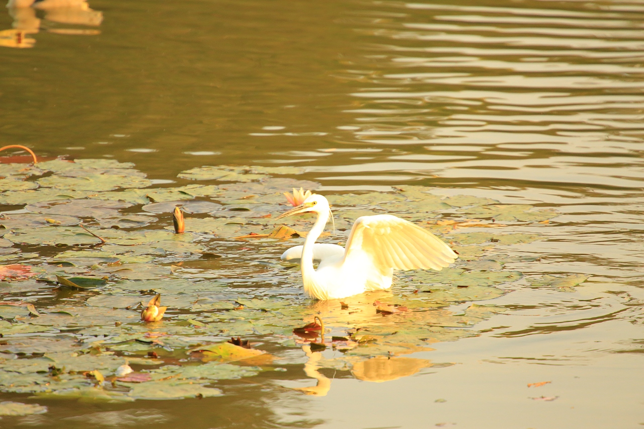 鸟类摄影——鹭鸟捕食（图ZNDAyMzAyOTIw） - 环境/建筑摄影 - 站酷设计师yykk666666原创素材 - 站酷ZCOOL