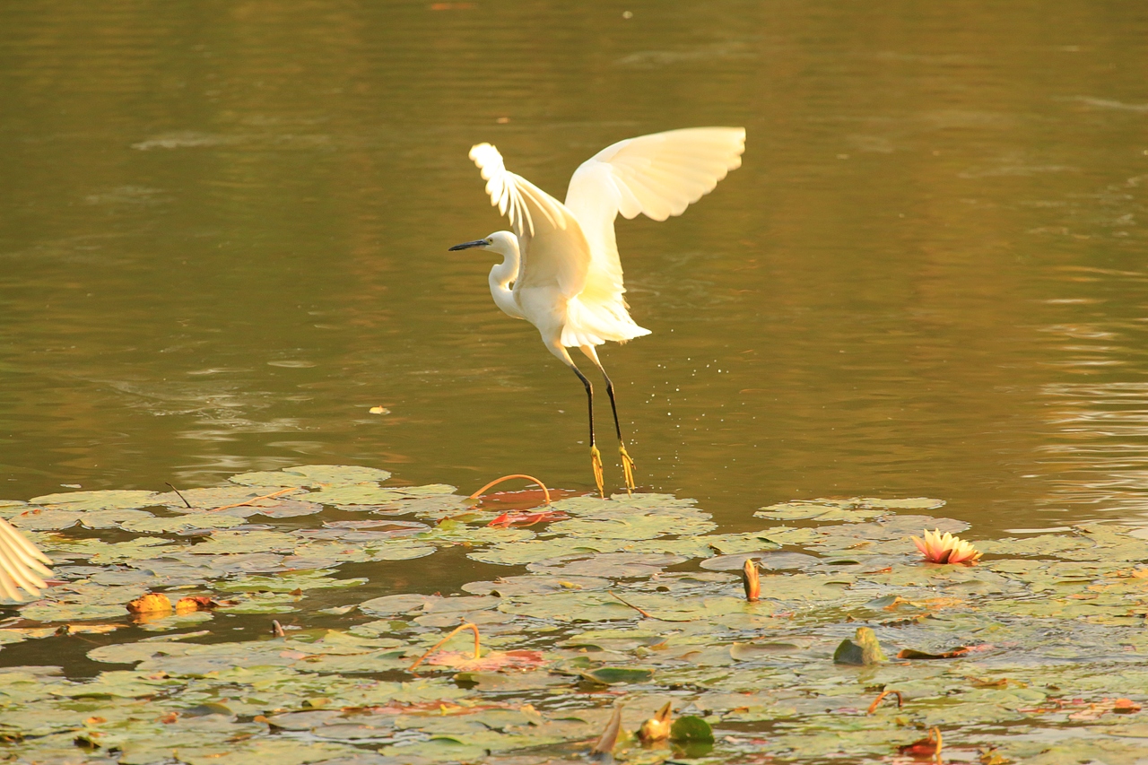 鸟类摄影——鹭鸟捕食（图ZNDAyMzAyOTg4） - 环境/建筑摄影 - 站酷设计师yykk666666原创素材 - 站酷ZCOOL