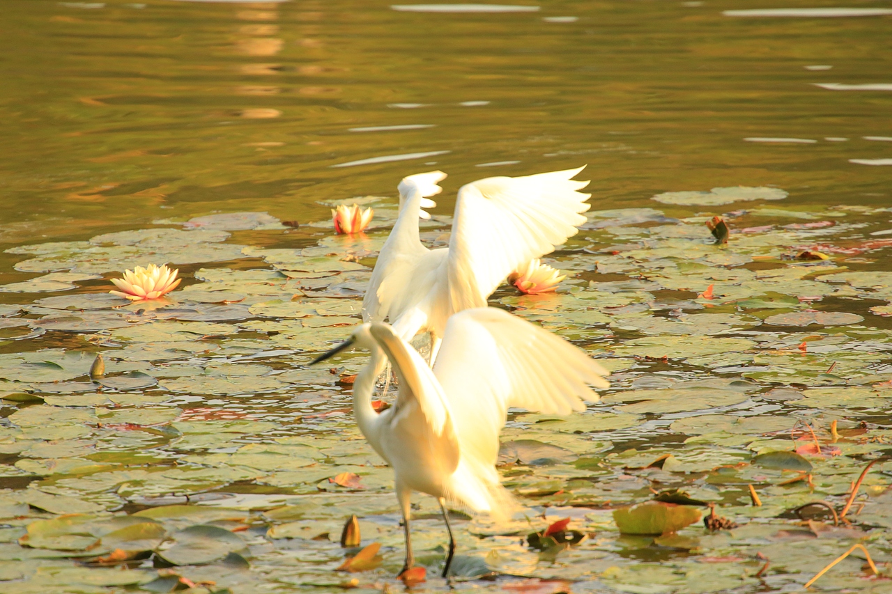 鸟类摄影——鹭鸟捕食（图ZNDAyMzAyOTky） - 环境/建筑摄影 - 站酷设计师yykk666666原创素材 - 站酷ZCOOL