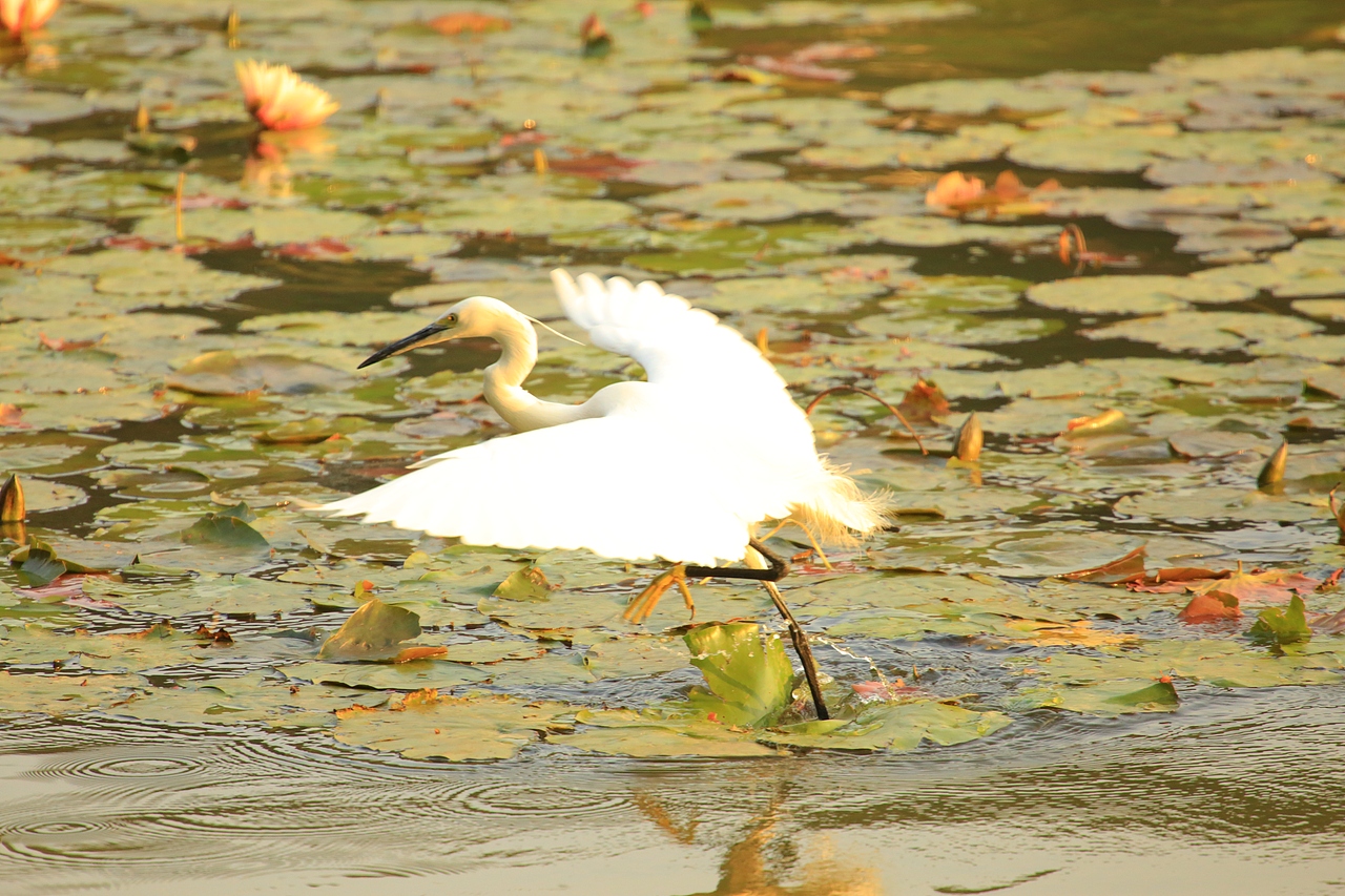 鸟类摄影——鹭鸟捕食（图ZNDAyMzAyOTcy） - 环境/建筑摄影 - 站酷设计师yykk666666原创素材 - 站酷ZCOOL