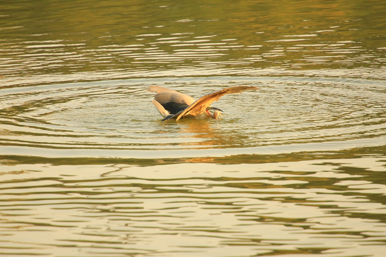 鸟类摄影——鹭鸟捕食（图ZNDAyMzAzMDA0） - 环境/建筑摄影 - 站酷设计师yykk666666原创素材 - 站酷ZCOOL