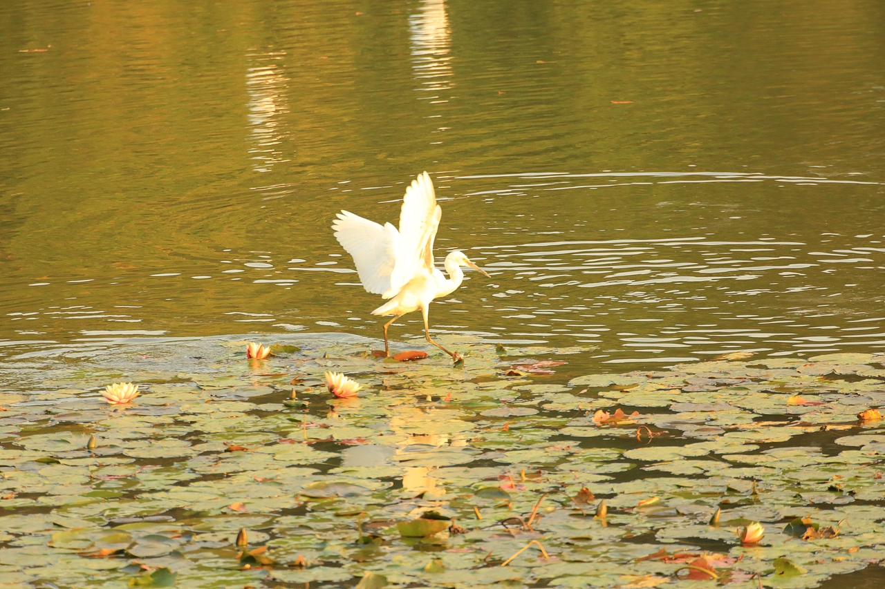 鸟类摄影——鹭鸟捕食（图ZNDAyMzAyOTgw） - 环境/建筑摄影 - 站酷设计师yykk666666原创素材 - 站酷ZCOOL